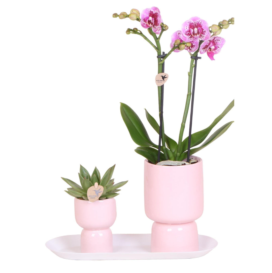 Kolibri Company - Set aus rosa gefleckter Orchidee und Sukkulente auf weißem Tablett - frisch vom Züchter-Plant-Botanicly