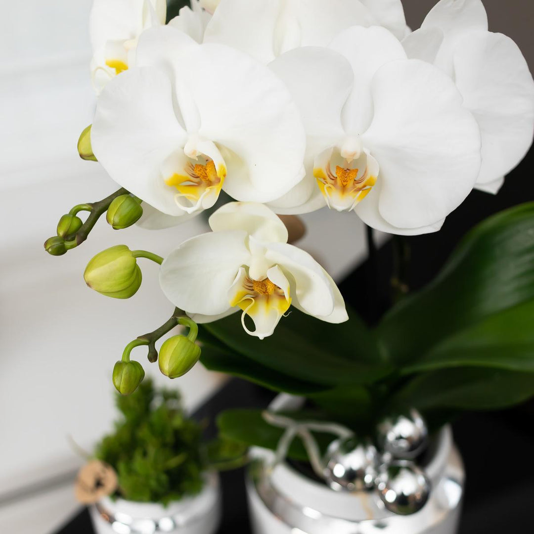 Kolibri Company - Set aus weißer Orchidee und Succulent auf Silbertablett - frisch vom Züchter-Plant-Botanicly