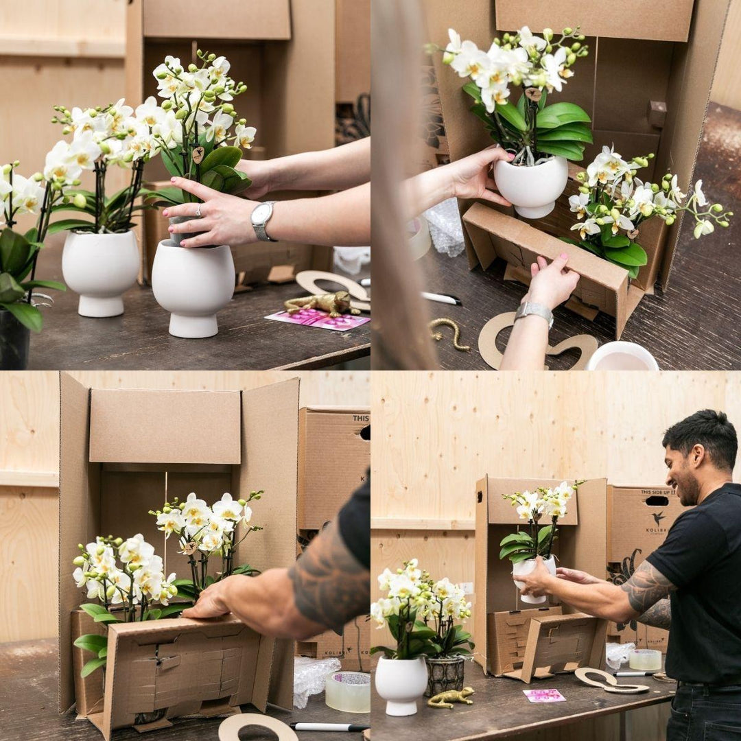 Kolibri Company - Set aus weißer Orchidee und Succulent auf Silbertablett - frisch vom Züchter-Plant-Botanicly