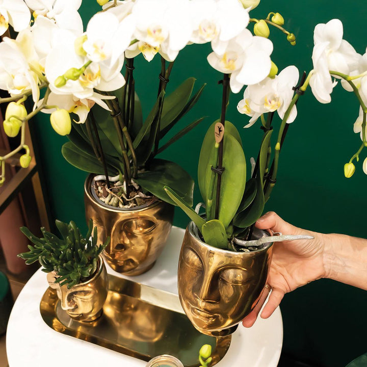 Kolibri Company - Set aus weißer Orchidee und Sukkulente auf goldenem Tablett - frisch vom Züchter-Plant-Botanicly