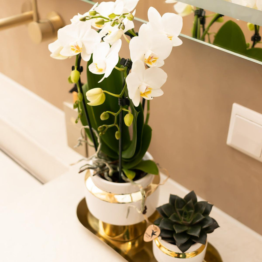 Kolibri Company - Set aus weißer Orchidee und Sukkulente auf goldenem Tablett-Plant-Botanicly