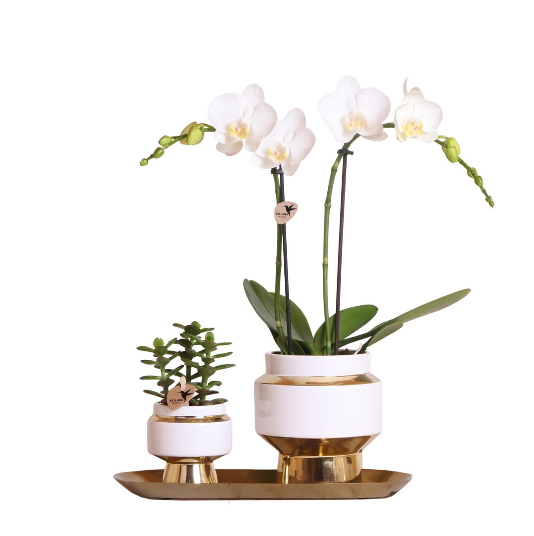 Kolibri Company - Set aus weißer Orchidee und Sukkulente auf goldenem Tablett-Plant-Botanicly