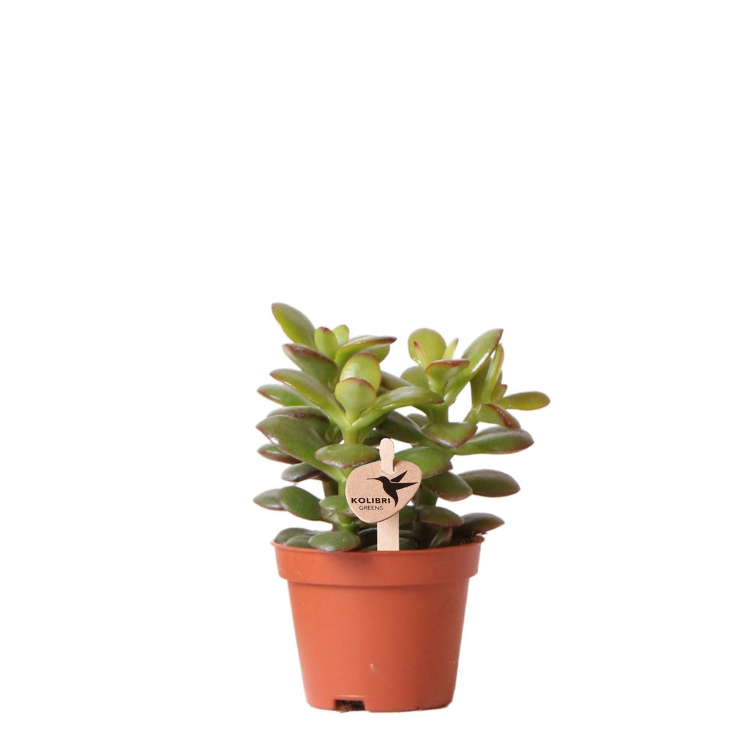 Kolibri Greens | Grünpflanze - Sukkulente Crassula Minor - Topfgröße Ø6cm - grüne Zimmerpflanze - frisch aus der Gärtnerei-Plant-Botanicly