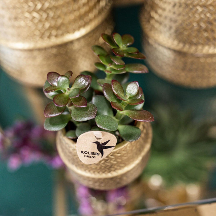 Kolibri Greens | Sukkulenten 2er-Set Pflanzen in dekorativen Töpfen mit goldener Rille - Keramik-Topfgröße Ø9cm-Plant-Botanicly