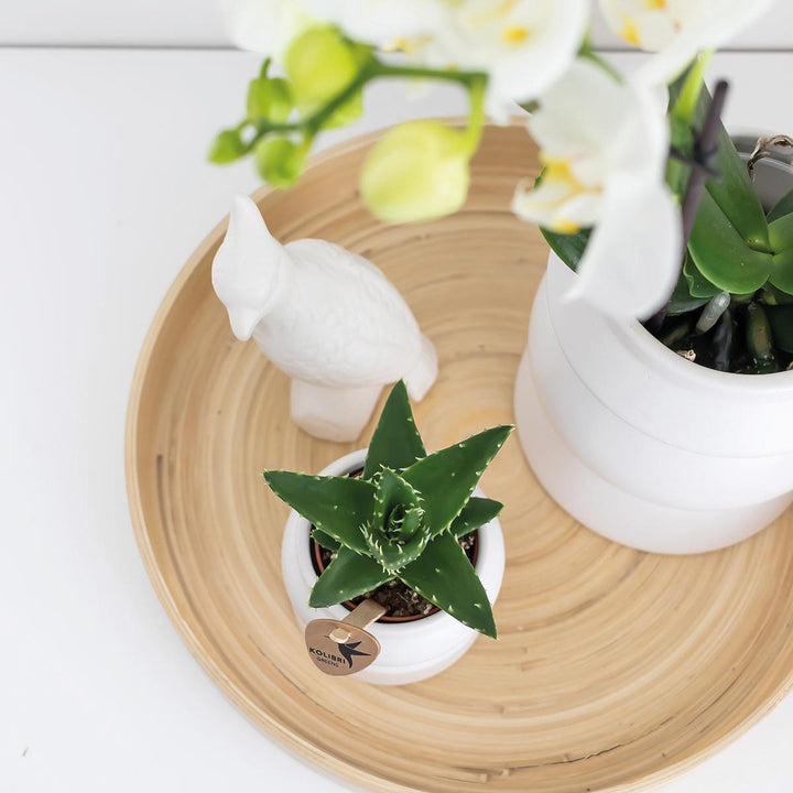 Kolibri Home | Dekorative Schale - Runde schlichte Bambusschale Ø30cm-Plant-Botanicly
