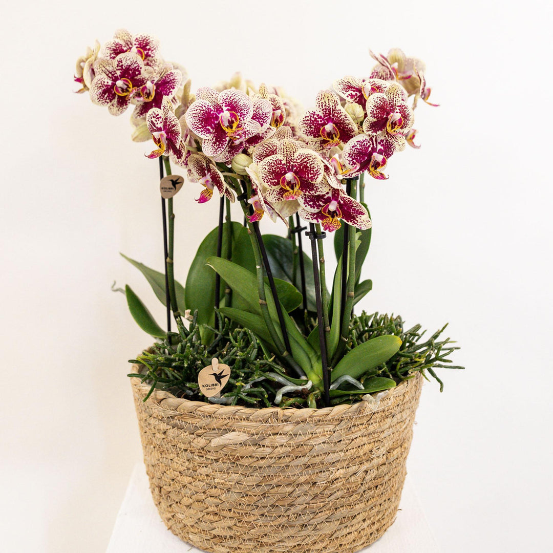 Kolibri Home - Einlage mit Wasserreservoir für Orchideen 3x9 - Jungle Bouquet - Bewässerungssystem für Orchideen Ø25cm-Plant-Botanicly