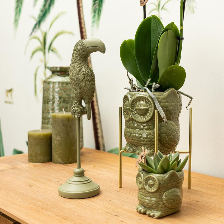 Kolibri Home | Eule Blumentopf - Grüner Keramik-Ziertopf Ø9cm-Plant-Botanicly