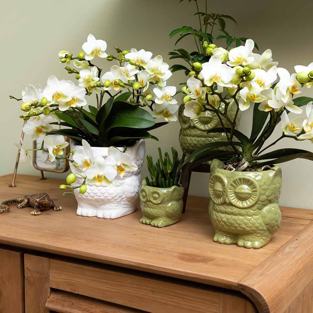 Kolibri Home | Eule Blumentopf - Weißer Keramik Ziertopf Ø6cm-Plant-Botanicly