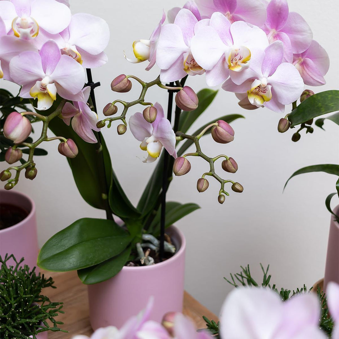Kolibri Home | Goldfuß rosa Blumentopf - Rosa Keramiktopf mit goldenem Rand - Topfgröße Ø12cm-Plant-Botanicly