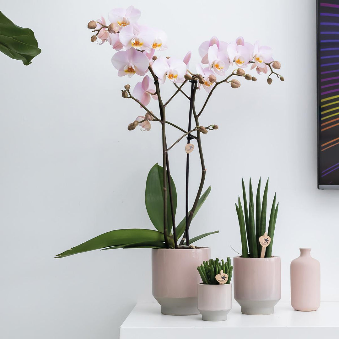 Kolibri Home | Harmony Blumentopf - Nudefarbener Keramiktopf - Topfgröße Ø9cm-Plant-Botanicly