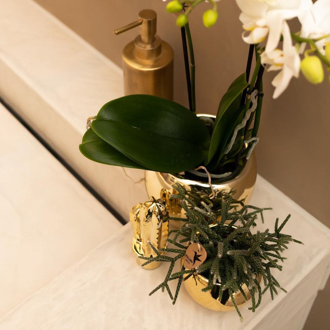 Kolibri Home | Ornament - Deko-Skulptur Kaktus - gold-Plant-Botanicly