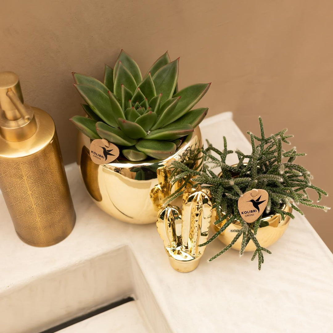 Kolibri Home | Ornament - Deko-Skulptur Kaktus - gold-Plant-Botanicly