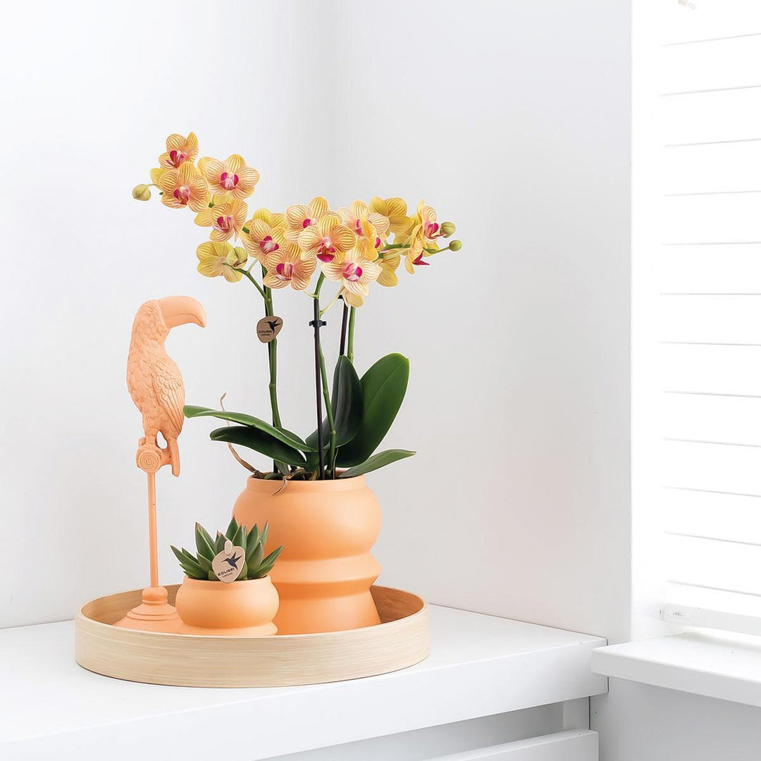 Kolibri Home | Ornament - Deko-Skulptur Tukan Pfirsich-Plant-Botanicly
