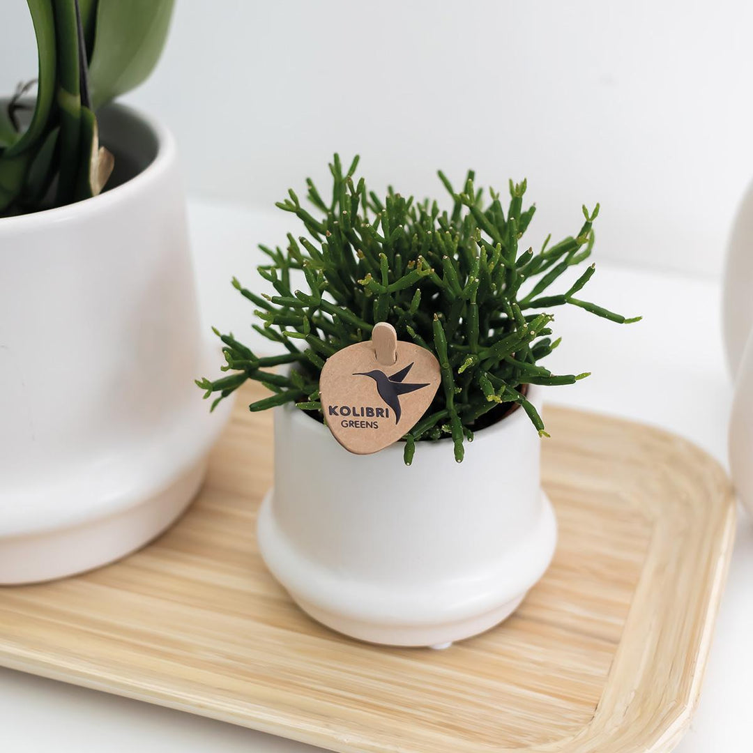 Kolibri Home | Ovales Tablett aus Bambus Ø30cm-Plant-Botanicly