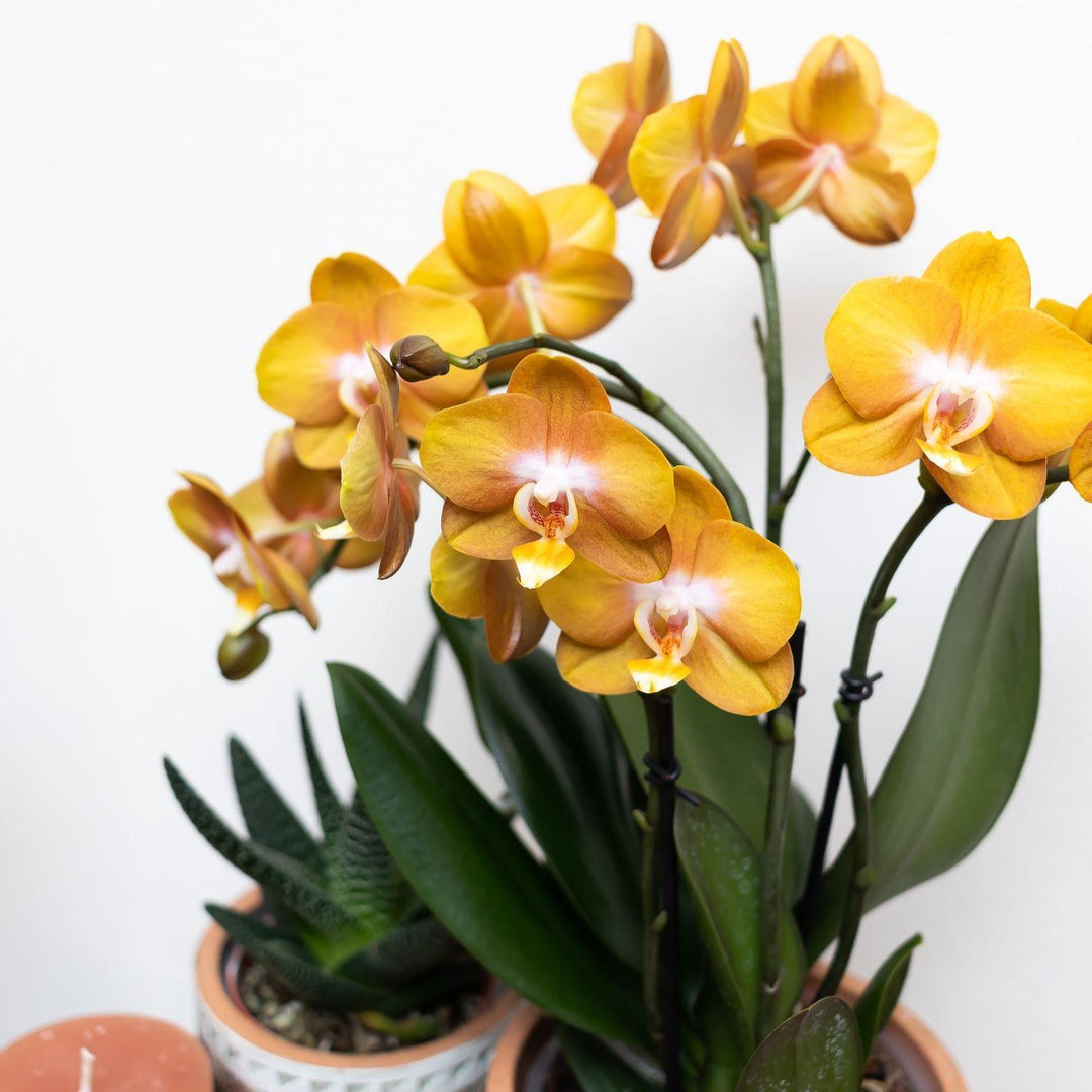 Kolibri Orchideen | Orange goldene Phalaenopsis Orchidee Topf Größe Ø12cm | Juwel Las Vegas-Plant-Botanicly