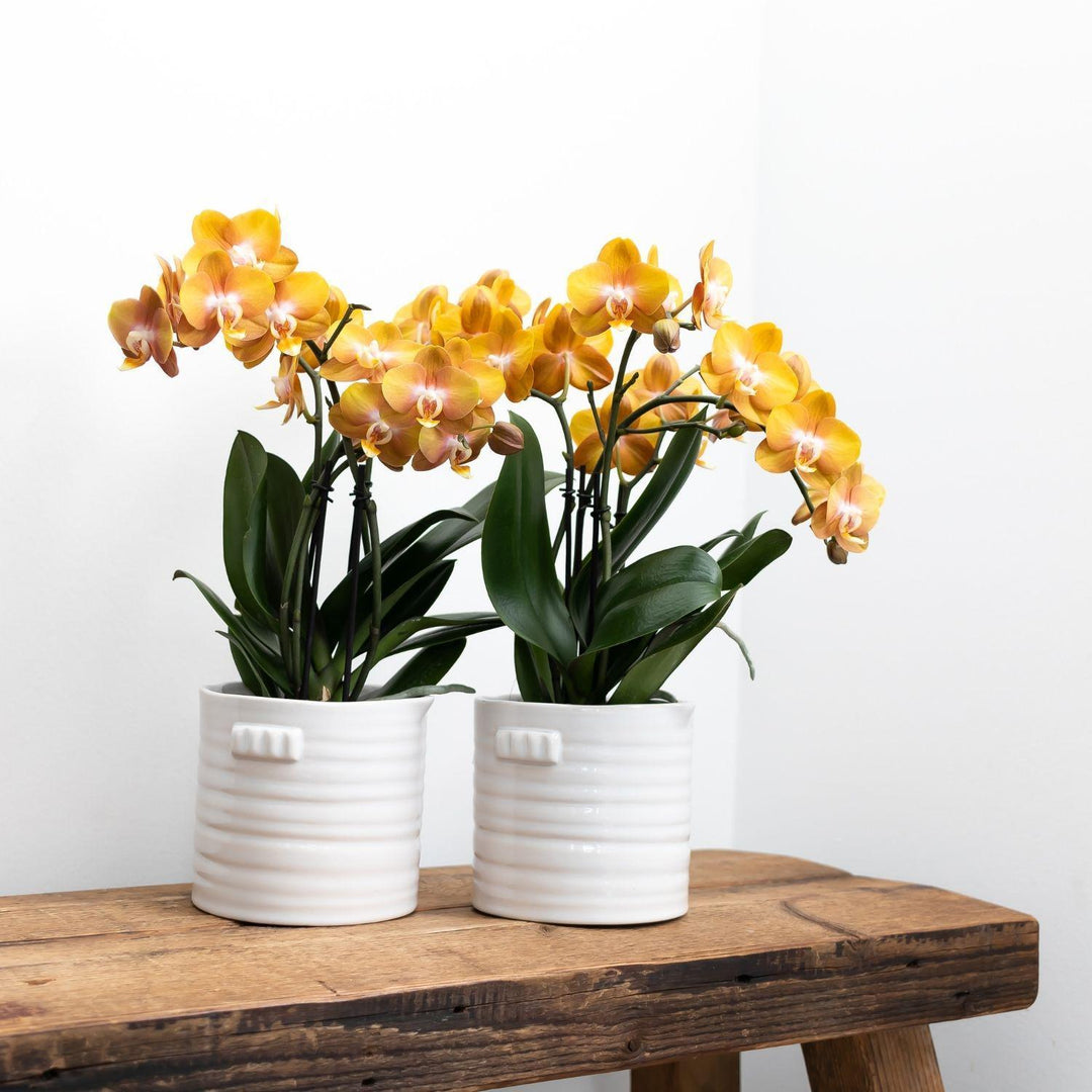 Kolibri Orchideen | Orange goldene Phalaenopsis Orchidee Topf Größe Ø12cm | Juwel Las Vegas-Plant-Botanicly