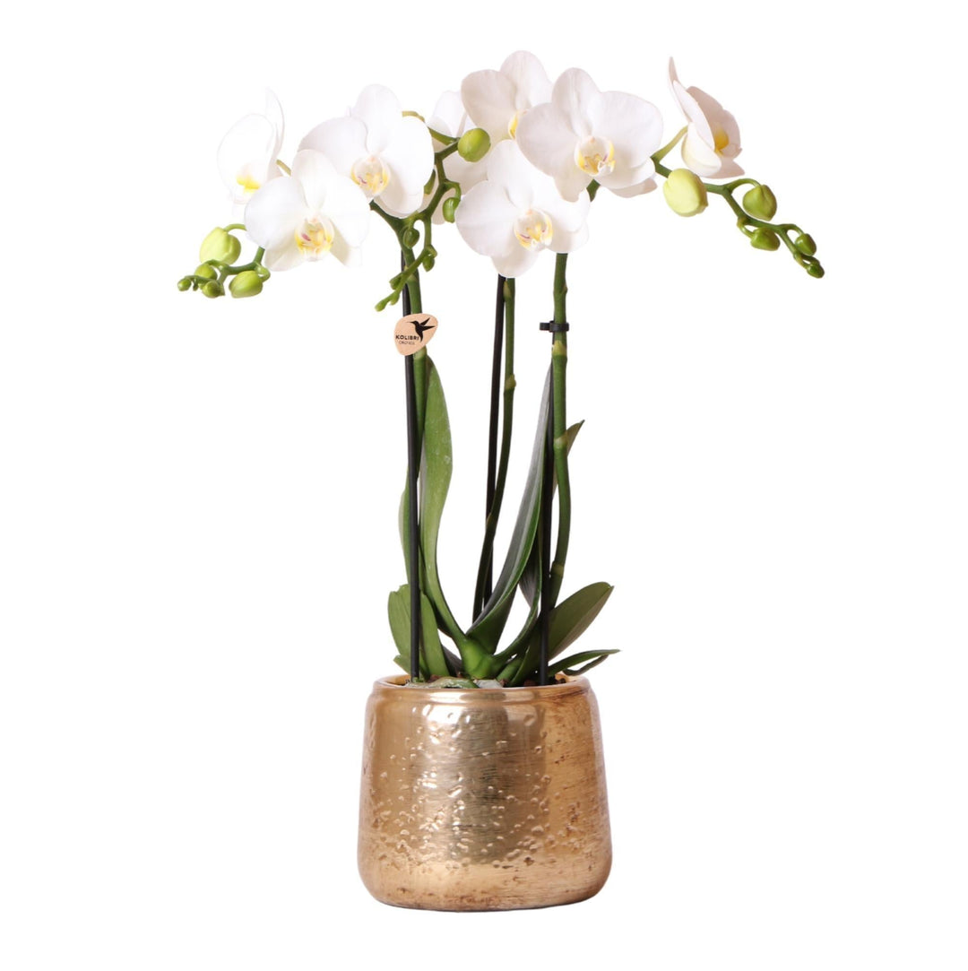 Kolibri Orchideen | weiße Phalaenopsis Orchidee - Amabilis + Luxus Ziertopf gold - Topfgröße Ø9cm - 40cm hoch | blühende Zimmerpflanze im Blumentopf - frisch vom Züchter-Plant-Botanicly