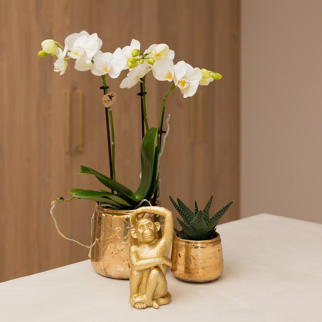 Kolibri Orchideen | weiße Phalaenopsis Orchidee - Amabilis + Luxus Ziertopf gold - Topfgröße Ø9cm - 40cm hoch | blühende Zimmerpflanze im Blumentopf - frisch vom Züchter-Plant-Botanicly