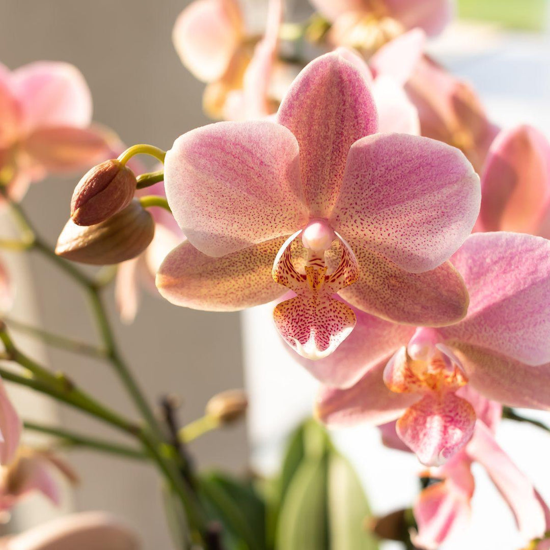 Kolibri Orchids | Altrosa Phalaenopsis Orchidee - Jewel Treviso - Topfgröße Ø12cm | blühende Zimmerpflanze - frisch vom Züchter-Plant-Botanicly