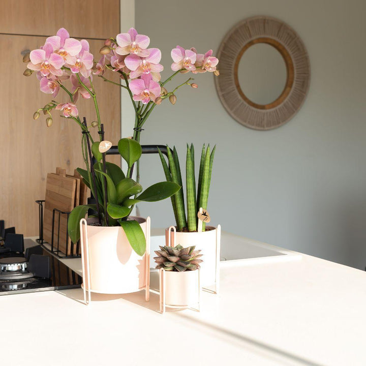 Kolibri Orchids | Altrosa Phalaenopsis Orchidee - Jewel Treviso - Topfgröße Ø12cm | blühende Zimmerpflanze - frisch vom Züchter-Plant-Botanicly