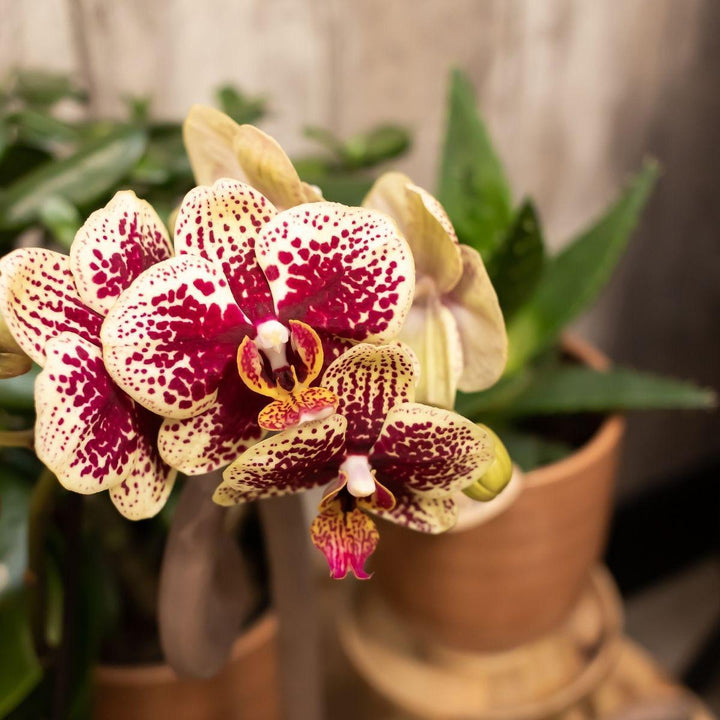 Kolibri Orchids | COMBI DEAL von 2 gelben roten Phalaenopsis-Orchideen - Spanien - Topfgröße Ø9cm | blühende Zimmerpflanze - frisch vom Züchter-Plant-Botanicly