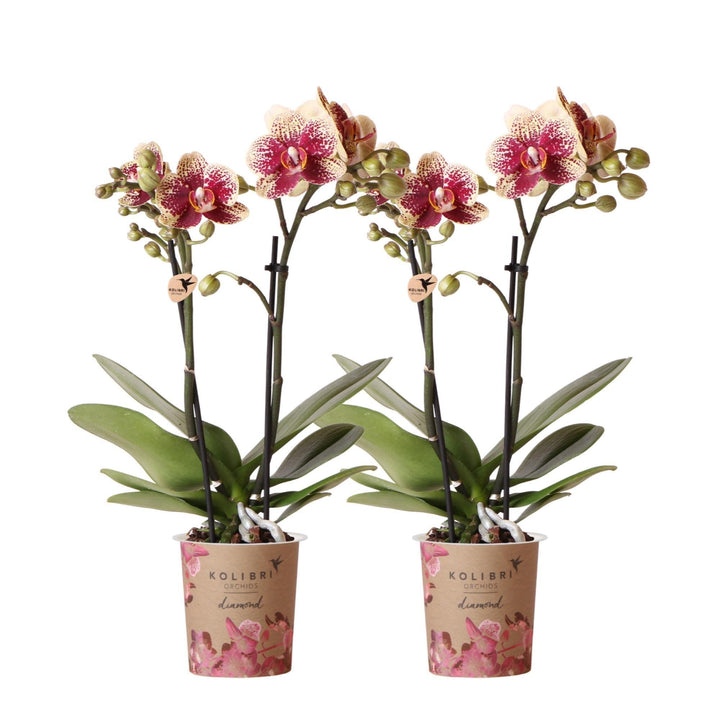 Kolibri Orchids | COMBI DEAL von 2 gelben roten Phalaenopsis-Orchideen - Spanien - Topfgröße Ø9cm | blühende Zimmerpflanze - frisch vom Züchter-Plant-Botanicly