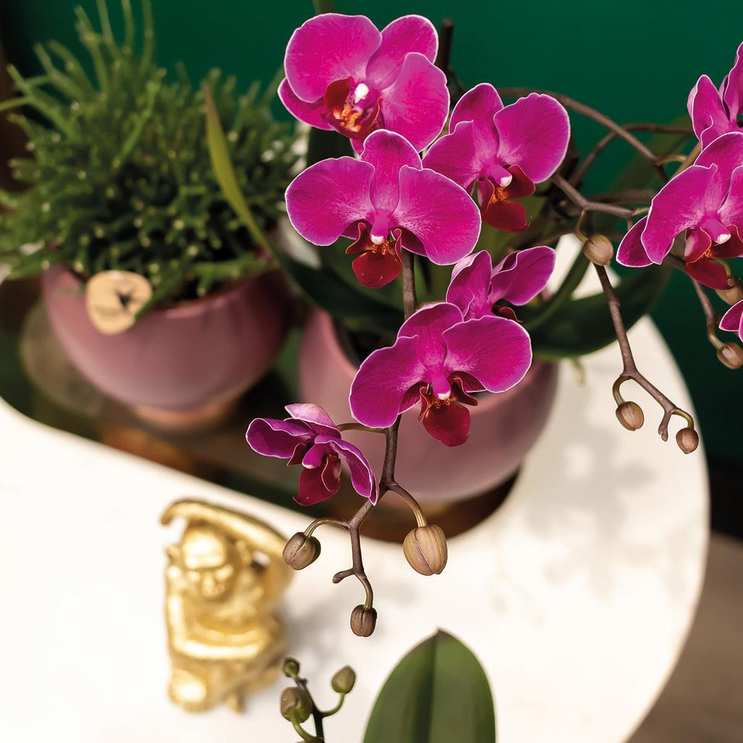 Kolibri Orchids | COMBI DEAL von 2 lila Phalaenopsis Orchideen - Morelia - Topfgröße Ø9cm | blühende Zimmerpflanze - frisch vom Züchter-Plant-Botanicly