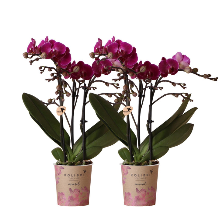 Kolibri Orchids | COMBI DEAL von 2 lila Phalaenopsis Orchideen - Morelia - Topfgröße Ø9cm | blühende Zimmerpflanze - frisch vom Züchter-Plant-Botanicly