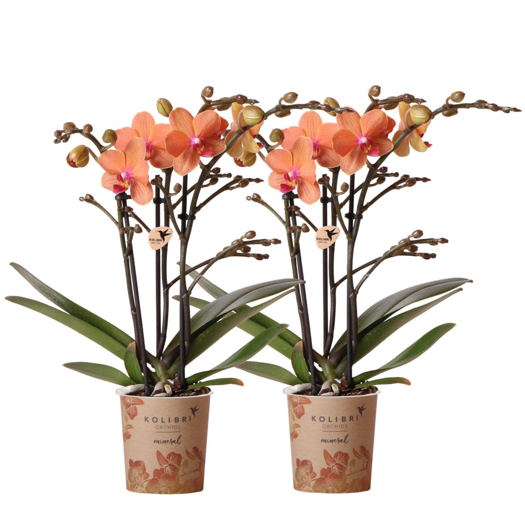 Kolibri Orchids | COMBI DEAL von 2 orange Phalaenopsis Orchideen - Bozen - Topfgröße Ø9cm blühende Zimmerpflanze - frisch vom Züchter-Plant-Botanicly