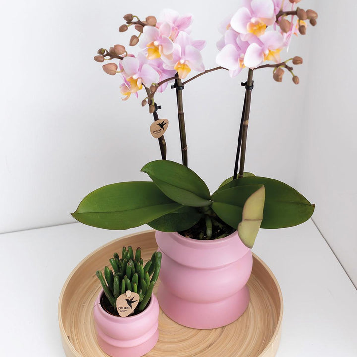 Kolibri Orchids | COMBI DEAL von 2 Rosa Phalaenopsis Orchideen - Andorra - Topfgröße Ø9cm | blühende Zimmerpflanze - frisch vom Züchter-Plant-Botanicly