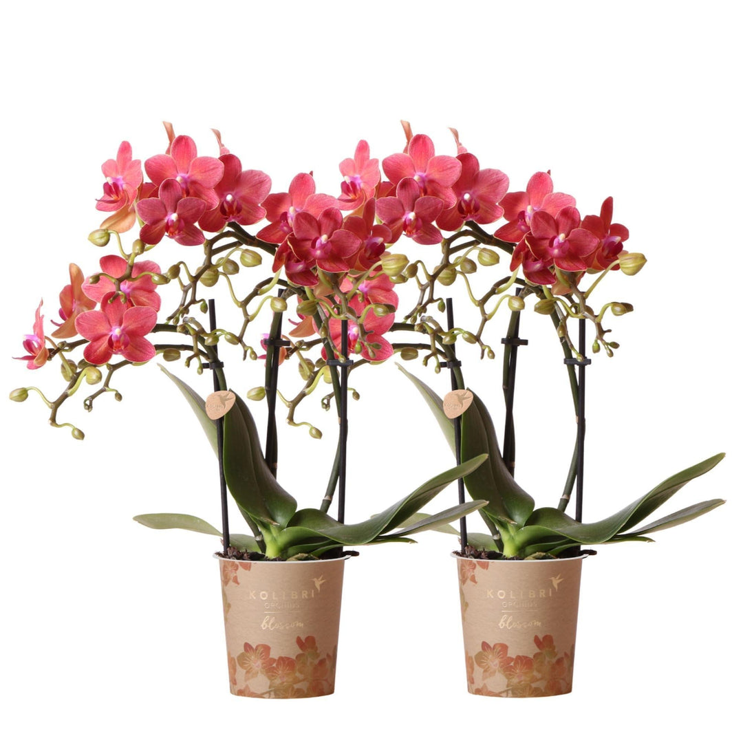 Kolibri Orchids | COMBI DEAL von 2 roten Phalaenopsis Orchideen - Kongo - Topfgröße Ø9cm blühende Zimmerpflanze - frisch vom Züchter-Plant-Botanicly