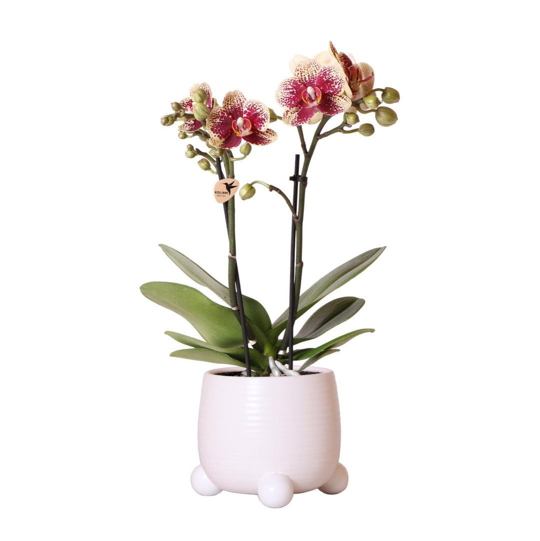 Kolibri Orchids | Gelb-rote Phalaenopsis-Orchidee - Spanien im Rolling-Ziertopf weiß - Topfgröße Ø9cm - 40cm hoch | blühende Zimmerpflanze - frisch vom Züchter-Plant-Botanicly