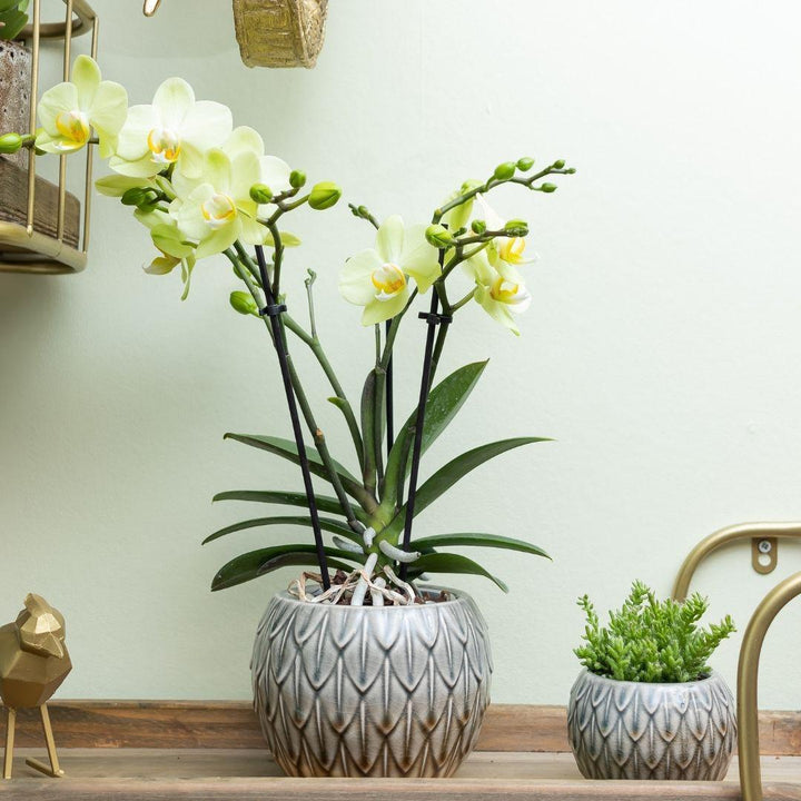 Kolibri Orchids | gelbe Phalaenopsis-Orchidee - 34cm hoch - Topfgröße Ø9cm|blühende Zimmerpflanze - frisch vom Züchter-Plant-Botanicly