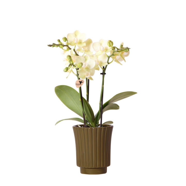 Kolibri Orchids | gelbe Phalaenopsis-Orchidee - Mexiko im Retro-Dekotopf grün - Topfgröße Ø9cm - 40cm hoch | blühende Zimmerpflanze - frisch vom Züchter-Plant-Botanicly