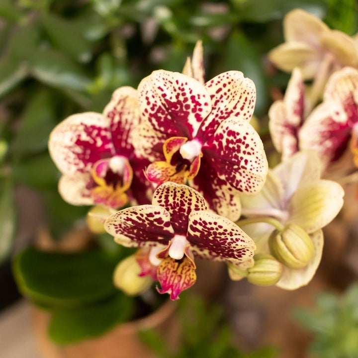 Kolibri Orchids | Gelbe rote Phalaenopsis-Orchidee - Spanien + Glasierter Ziertopf Cognac - Topfgröße Ø9cm - 40 cm hoch | Blühende Zimmerpflanze - frisch vom Züchter-Plant-Botanicly