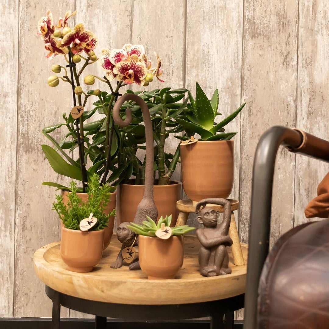 Kolibri Orchids | Gelbe rote Phalaenopsis-Orchidee - Spanien + Glasierter Ziertopf Cognac - Topfgröße Ø9cm - 40 cm hoch | Blühende Zimmerpflanze - frisch vom Züchter-Plant-Botanicly
