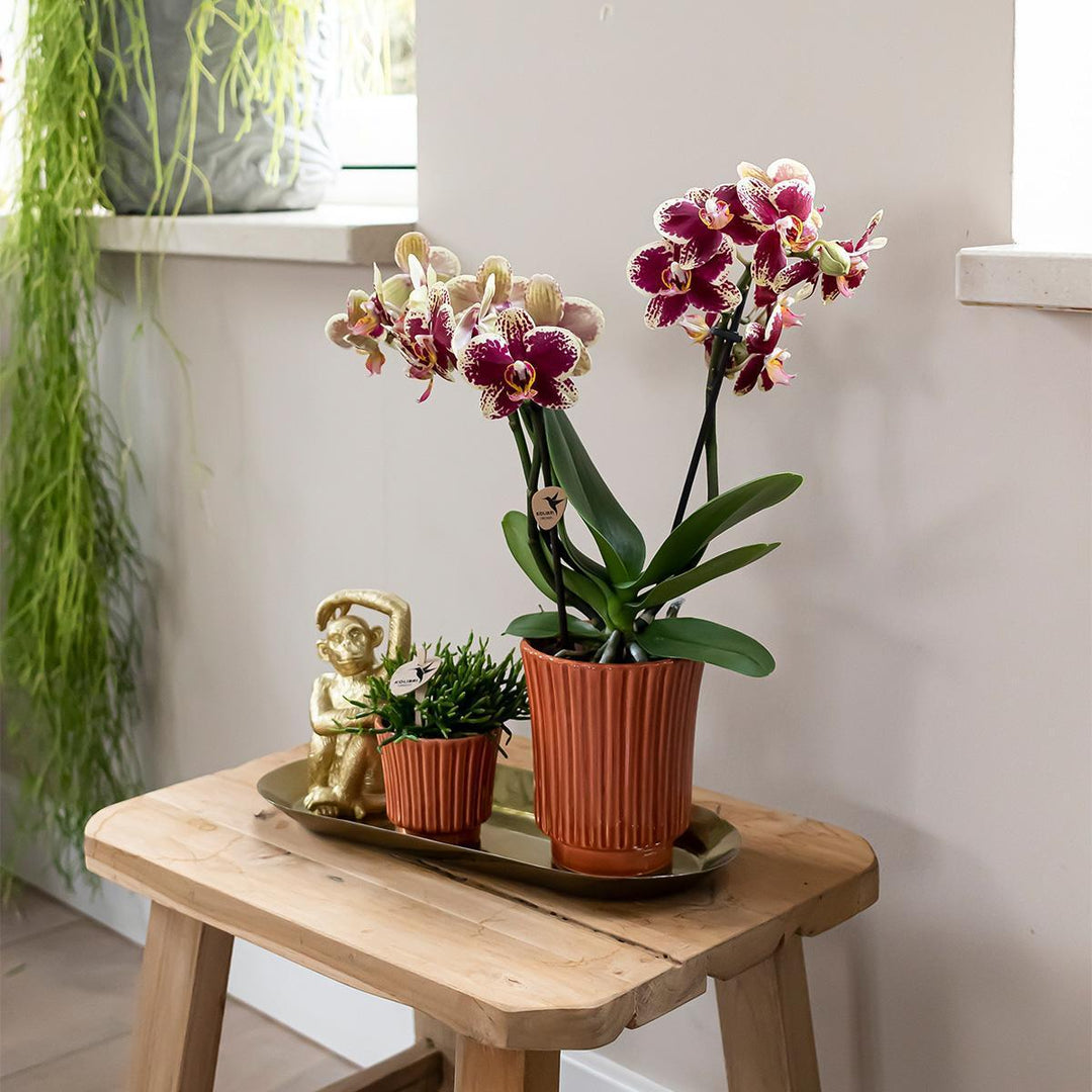 Kolibri Orchids | Gelbe rote Phalaenopsis-Orchidee - Spanien im Retro-Dekotopf Terrakotta - Topfgröße Ø9cm - 45cm hoch | blühende Zimmerpflanze - frisch vom Züchter-Plant-Botanicly