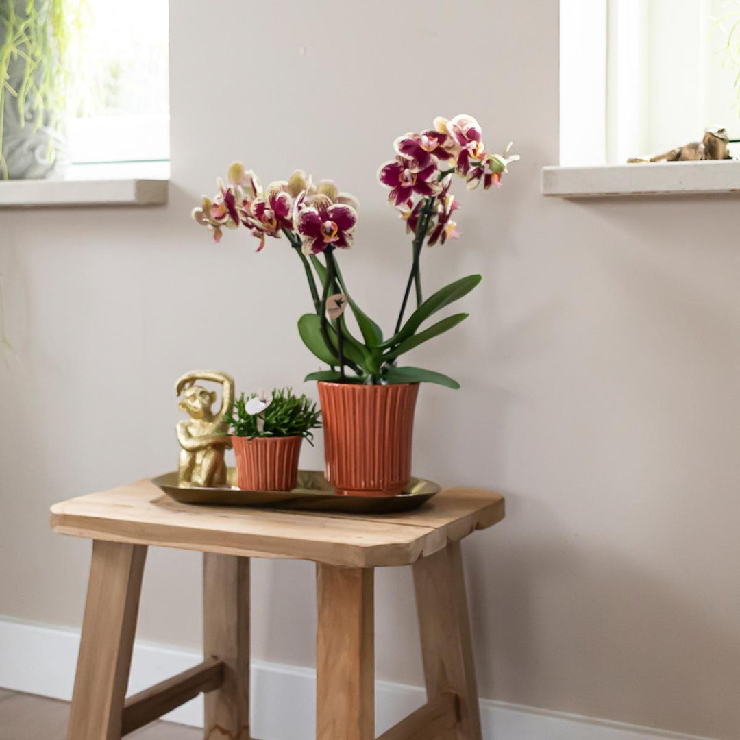 Kolibri Orchids | Gelbe rote Phalaenopsis-Orchidee - Spanien im Retro-Dekotopf Terrakotta - Topfgröße Ø9cm - 45cm hoch | blühende Zimmerpflanze - frisch vom Züchter-Plant-Botanicly