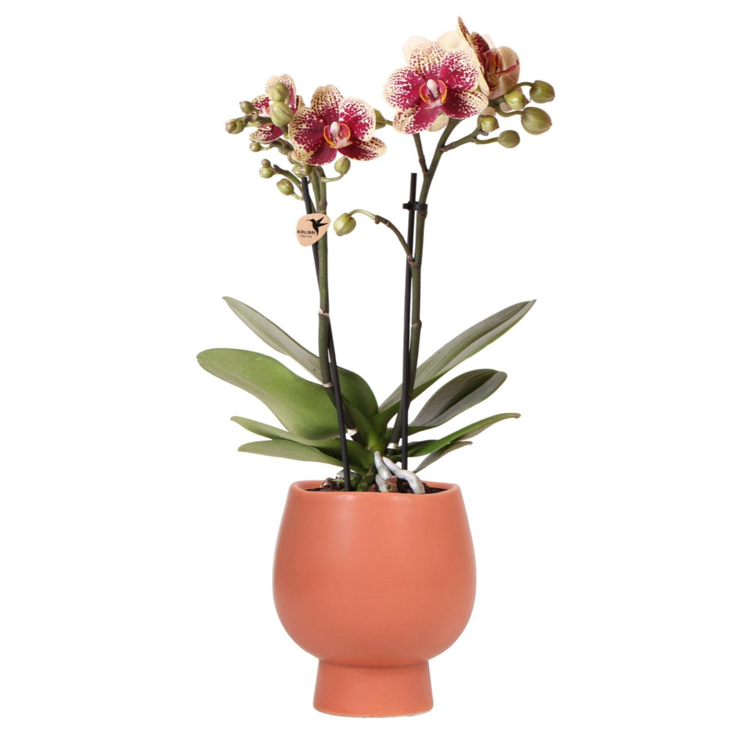Kolibri Orchids | Gelbe rote Phalaenopsis-Orchidee - Spanien + Scandic Ziertopf Terrakotta - Topfgröße Ø9cm - 45cm hoch | blühende Zimmerpflanze - frisch vom Züchter-Plant-Botanicly
