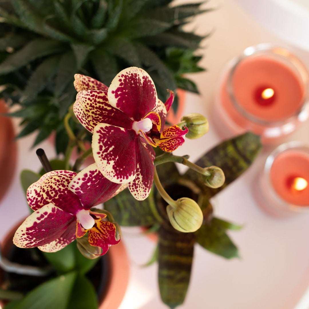 Kolibri Orchids | Gelbe rote Phalaenopsis-Orchidee - Spanien + Scandic Ziertopf Terrakotta - Topfgröße Ø9cm - 45cm hoch | blühende Zimmerpflanze - frisch vom Züchter-Plant-Botanicly