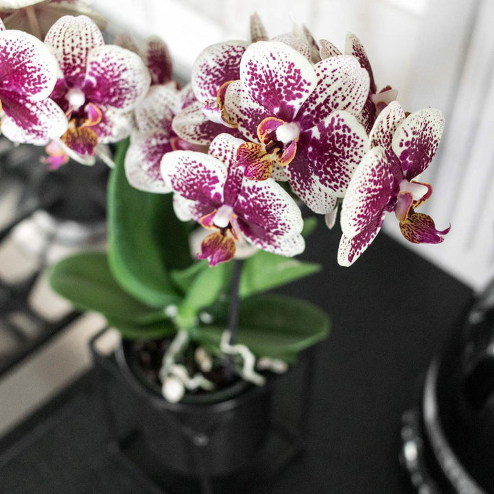 Kolibri Orchids | Gelbe/rote Phalaenopsis Orchidee - Spanien + Schwimmtopf schwarz - Topfgröße Ø9cm - 45cm hoch | blühende Zimmerpflanze im Blumentopf - frisch vom Züchter-Plant-Botanicly