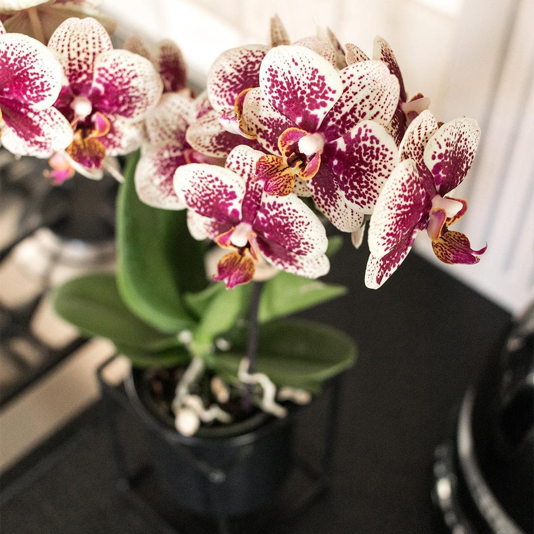 Kolibri Orchids | Gelbe rote Phalaenopsis-Orchidee - Spanien - Topfgröße Ø9cm | blühende Zimmerpflanze - frisch vom Züchter-Plant-Botanicly