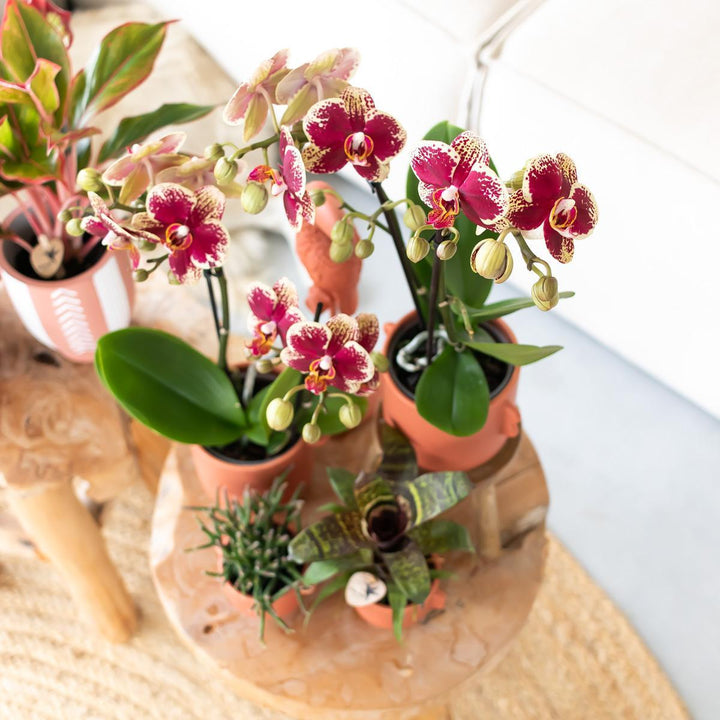 Kolibri Orchids | Gelbe rote Phalaenopsis-Orchidee - Spanien - Topfgröße Ø9cm | blühende Zimmerpflanze - frisch vom Züchter-Plant-Botanicly