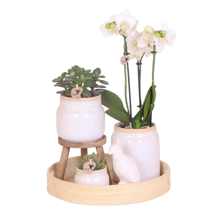 Kolibri Orchids | Geschenk zum Valentinstag  | Komplettes Pflanzenset Vintage weiß | Grünpflanzen mit weißer Phalaenopsis Orchidee im Vintage weißen Ziertopf und Zubehör-Plant-Botanicly