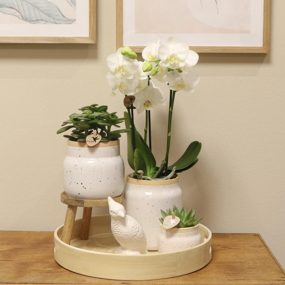 Kolibri Orchids | Geschenk zum Valentinstag  | Komplettes Pflanzenset Vintage weiß | Grünpflanzen mit weißer Phalaenopsis Orchidee im Vintage weißen Ziertopf und Zubehör-Plant-Botanicly