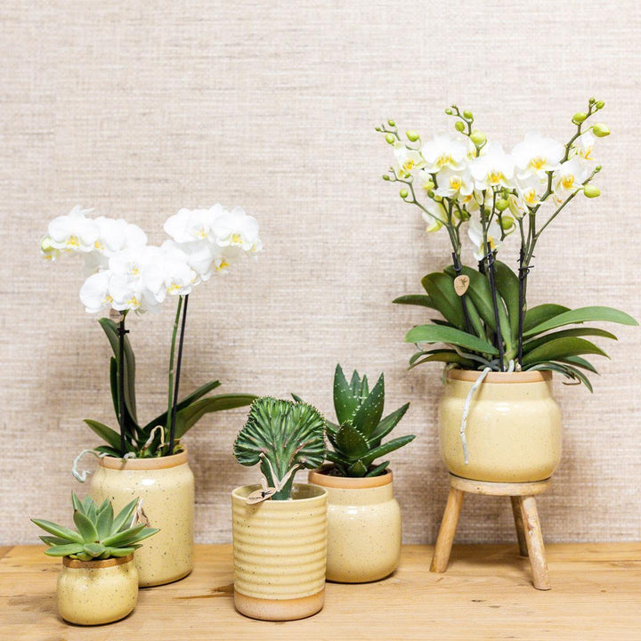 Kolibri Orchids | Grünpflanzen mit gelber Phalaenopsis-Orchidee in khakifarbenen Vintage-Ziertöpfen und Bambustablett-Plant-Botanicly