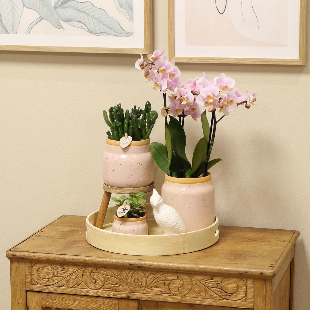Kolibri Orchids | Komplettes Pflanzenset Vintage pink | Grünpflanzen mit pinker Phalaenopsis Orchidee im Vintage pink Ziertopf und Zubehör-Plant-Botanicly