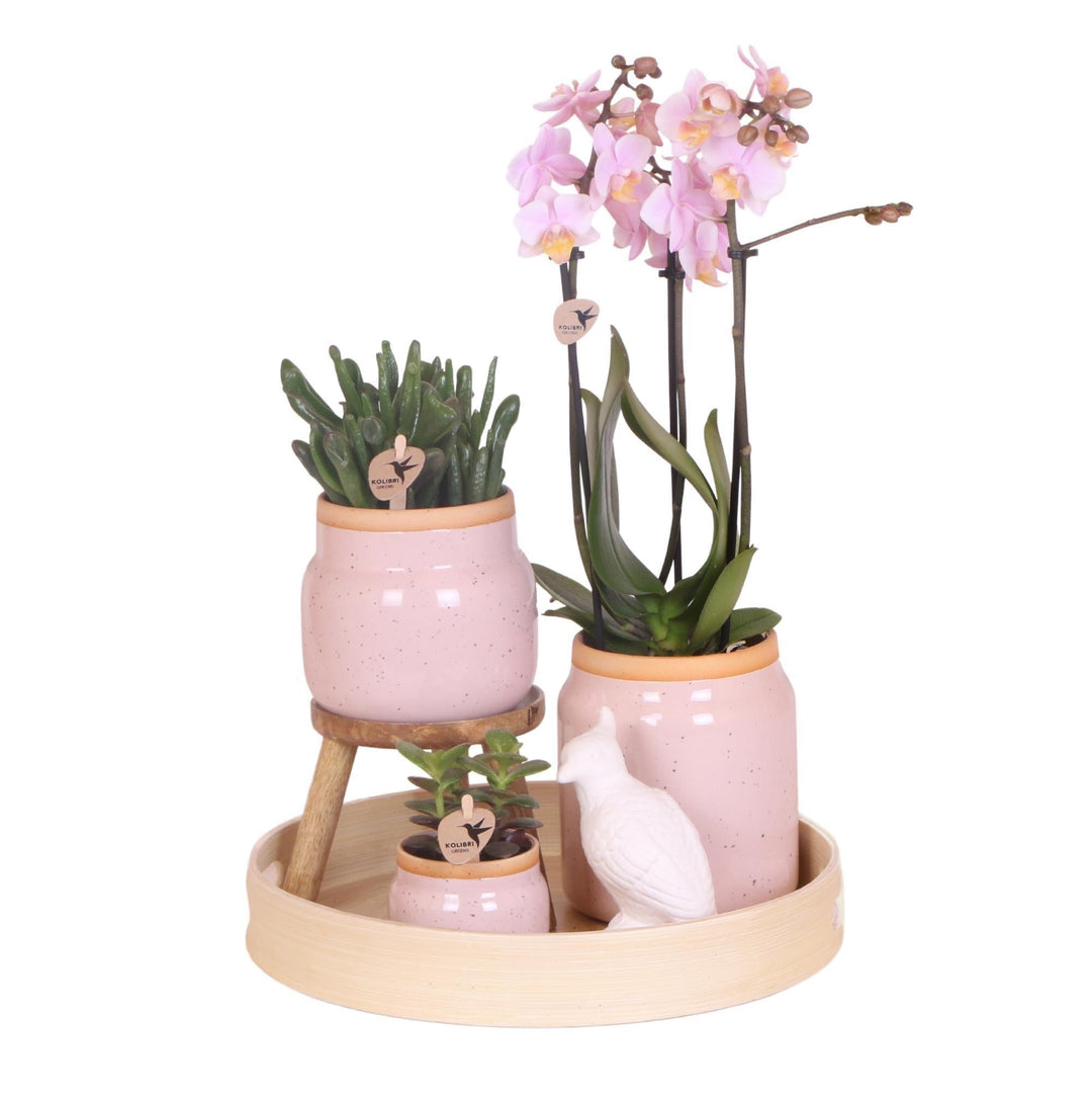 Kolibri Orchids | Komplettes Pflanzenset Vintage pink | Grünpflanzen mit pinker Phalaenopsis Orchidee im Vintage pink Ziertopf und Zubehör-Plant-Botanicly