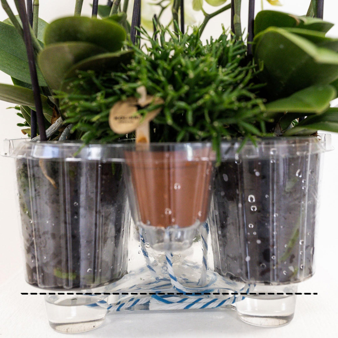 Kolibri Orchids| lila Pflanzenset im Baumwollkorb inkl. Wassertank | drei lila Orchideen und drei Grünpflanzen Rhipsalis | Feldstrauß lila mit autarkem Wassertank-Plant-Botanicly