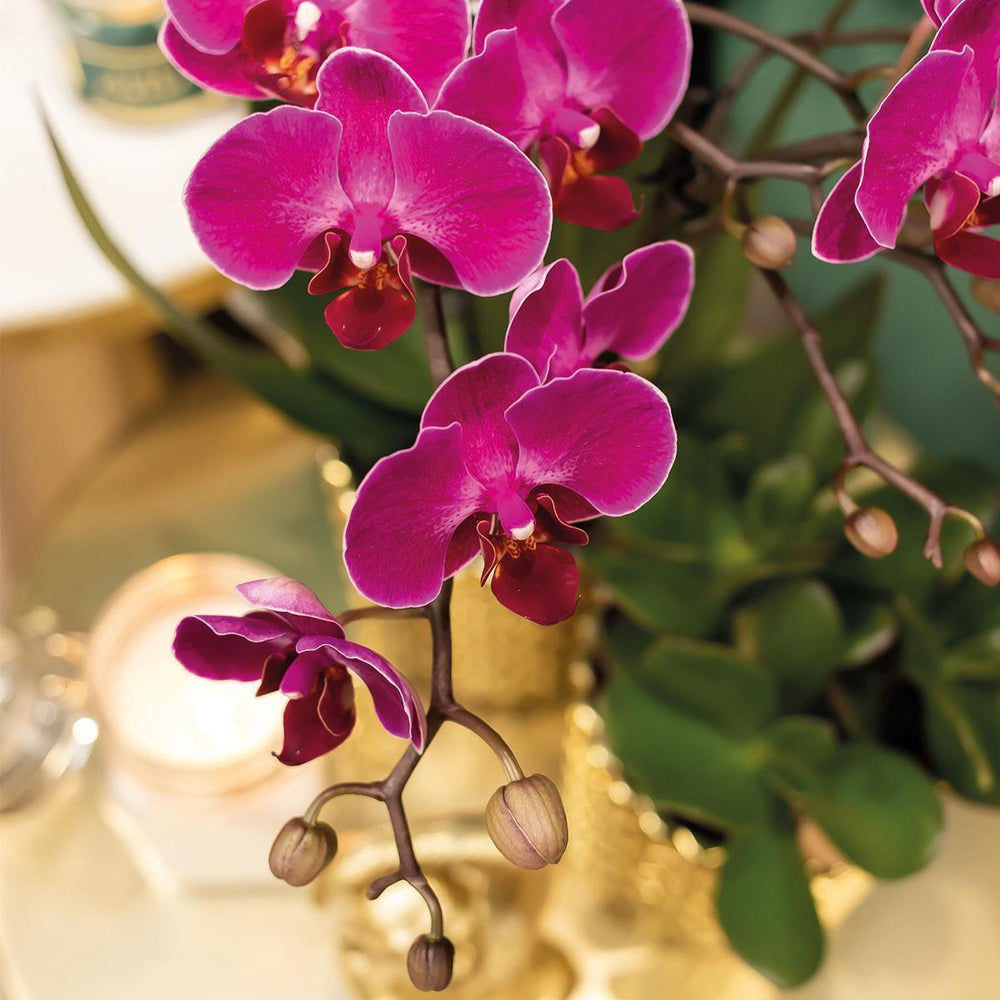 Kolibri Orchids | lila Phalaenopsis-Orchidee - Morelia + Diamant-Dekotopf gold - Topfgröße Ø9cm - 40cm hoch | blühende Zimmerpflanze - frisch vom Züchter-Plant-Botanicly